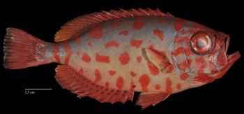 Media type: image;   Ichthyology 29152 Aspect: lateral